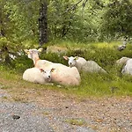 Semesterbostad Nature Stryn